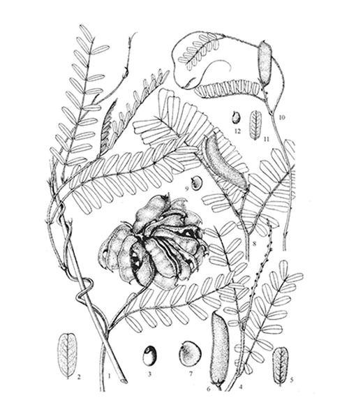 Natural compounds from  Abrus pulchellus subsp. cantoniensis